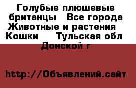 Голубые плюшевые британцы - Все города Животные и растения » Кошки   . Тульская обл.,Донской г.